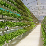 Hydroponic gardening 104 e1448317914305 790x445